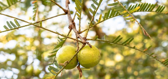 5 Best Amla Benefits For Hair You Can’t Miss!