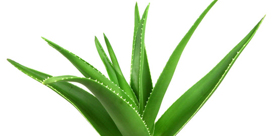 6 Reasons You Should Include Aloe Vera in Your Skincare Routine
