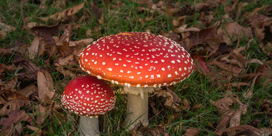 Magic Of Mushrooms! Here's Why Mushroom Is The Latest Buzzword In Skin Care Regimen